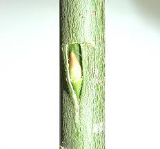 tree-bud