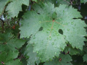 wet-grapes1