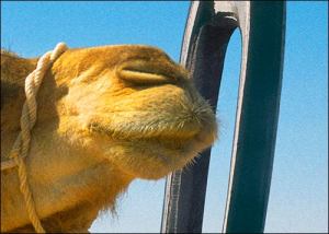 camel-needle-eye