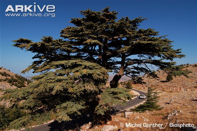 cedar-of-lebanon-growing-at-side-of-road.jpg