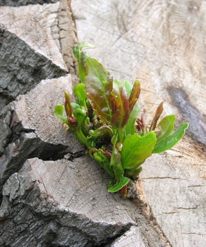 new_growth_from_cambium_root